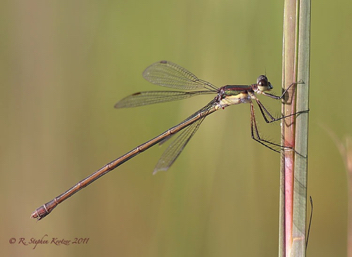 Lestes vigilax, female